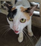 C2 Rowena  - Domestic Short Hair Cat