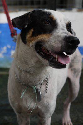 D171 (041211) - Mixed Breed Dog