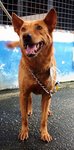 D168 (280512) - Mixed Breed Dog