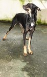 D151(260711)  - Mixed Breed Dog