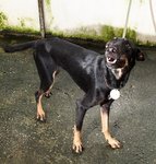 D151(260711)  - Mixed Breed Dog