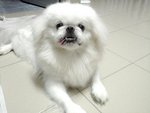 King Kong - Pekingese Dog