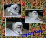 King Kong - Pekingese Dog