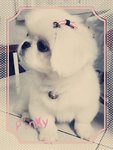 Pinky - Pekingese Dog