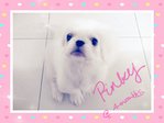 Pinky - Pekingese Dog