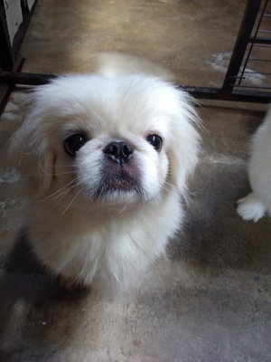 Pinky - Pekingese Dog