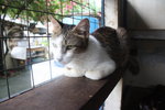 C2 Bonnie - Domestic Short Hair Cat