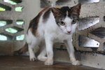 C2 Jackie - Domestic Short Hair Cat