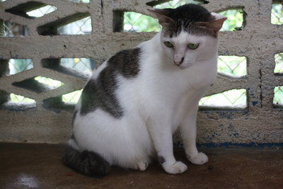 C2 Tiga - Domestic Short Hair Cat