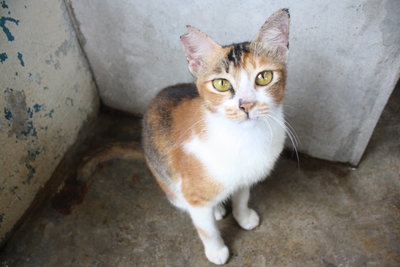 C3 Nutmeg - Domestic Short Hair Cat