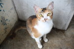 C3 Nutmeg - Domestic Short Hair Cat