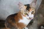 C3 Nutmeg - Domestic Short Hair Cat