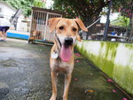 D185 (140313) - Mixed Breed Dog