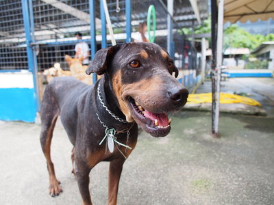 D127 (041211) - Rottweiler Mix Dog