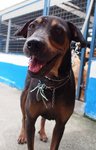 D127 (041211) - Rottweiler Mix Dog