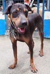 D127 (041211) - Rottweiler Mix Dog