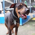 D127 (041211) - Rottweiler Mix Dog