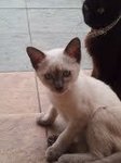 Darling (Blue Eye Girl) - Domestic Short Hair Cat