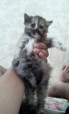 No Name Yet - Persian + American Curl Cat