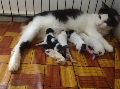 Cow Cat  - Domestic Medium Hair Cat