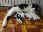 Cow Cat  - Domestic Medium Hair Cat