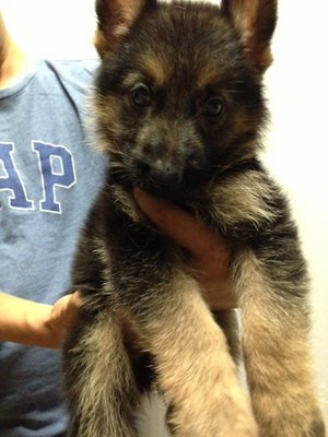 Showline German Shepherd - German Shepherd Dog Dog