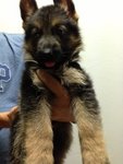 Showline German Shepherd - German Shepherd Dog Dog