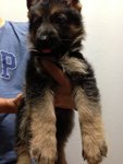 Showline German Shepherd - German Shepherd Dog Dog