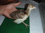 Rare peacock (albino white wing)