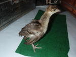 Standard peacock (Brown wing)