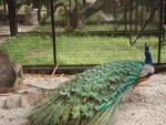 Full adult Peacock - bodyweight about 5 to 7kg (40 to 45 months old)