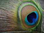 Close up eye feather