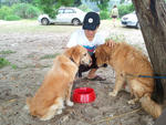 Beary - Golden Retriever Dog