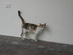 PF4342 - Domestic Short Hair Cat