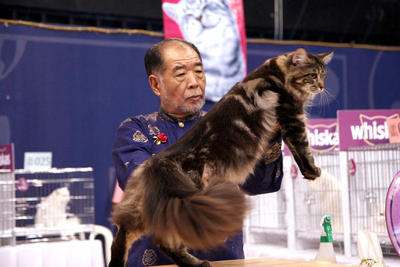 Gc, Dw Felis Wonder Lee Simon - Maine Coon Cat