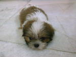 小micky - Shih Tzu Dog