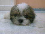 小micky - Shih Tzu Dog