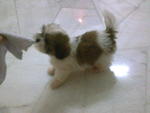 小micky - Shih Tzu Dog