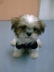 小micky - Shih Tzu Dog