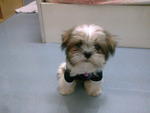 小micky - Shih Tzu Dog