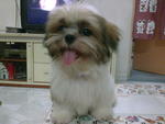 小micky - Shih Tzu Dog