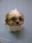 小micky - Shih Tzu Dog