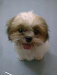 小micky - Shih Tzu Dog