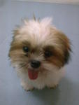 小micky - Shih Tzu Dog