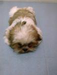 小micky - Shih Tzu Dog