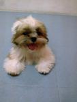 小micky - Shih Tzu Dog