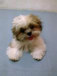 小micky - Shih Tzu Dog