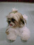 小micky - Shih Tzu Dog