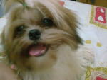 小micky - Shih Tzu Dog