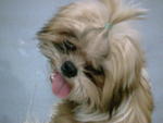 小micky - Shih Tzu Dog